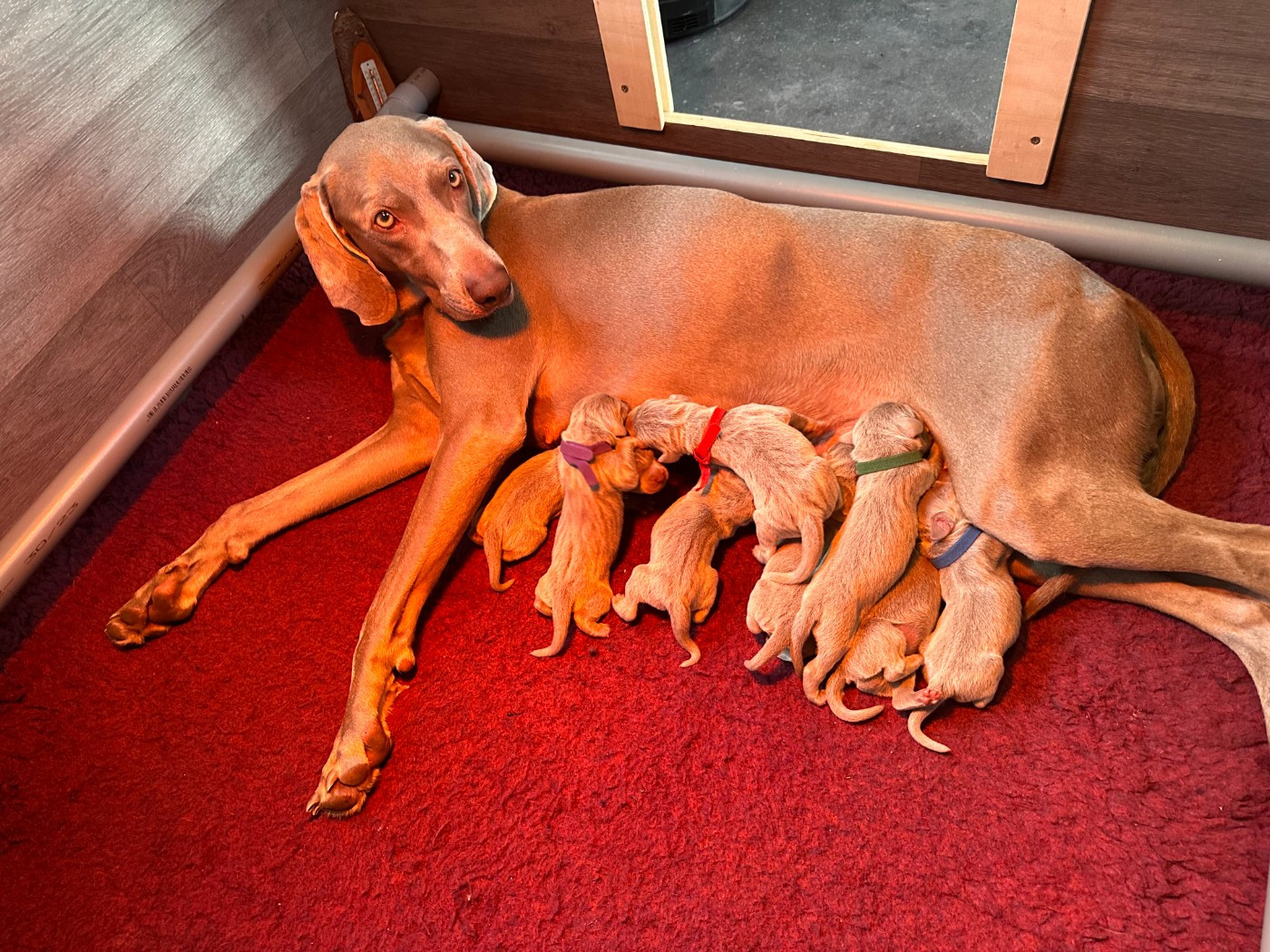 Des Vignettes D’Elle - Braque de Weimar - Portée née le 01/11/2025